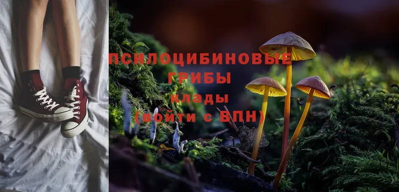 Галлюциногенные грибы Psilocybine cubensis  цена   Бронницы 